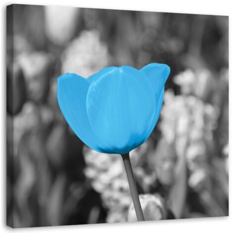 Tableau sur toile Fleurs de tulipes Bleu 50x50