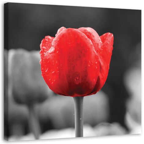Tableau sur toile Fleurs de tulipes rouges 30x30