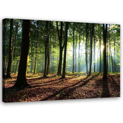 Tableau sur toile Forêt Arbres Rayons de soleil 90x60