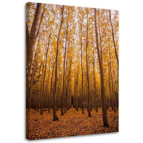 Tableau sur toile Forêt de bouleaux Feuilles Jaune 40x60