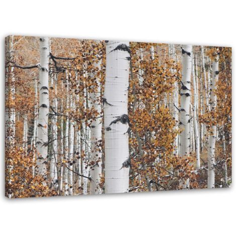 Tableau sur toile Forêt de bouleaux Nature 60x40