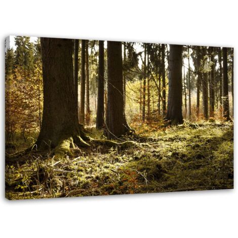 Tableau sur toile Forêt Paysage Nature 60x40