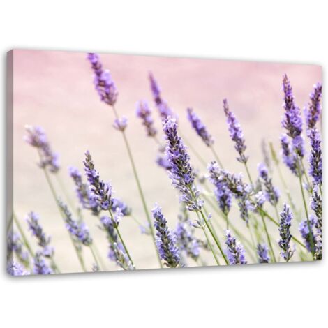 Tableau sur toile Lavande Nature Fleurs 60x40