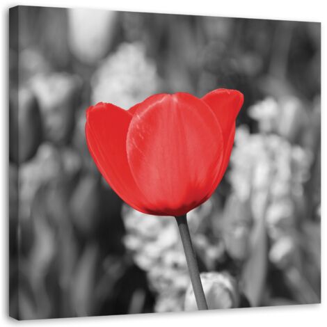 Tableau sur toile Moderne Tulipes rouges en fleurs dans la prairie 50x50