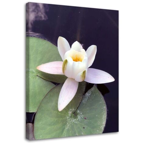 Tableau sur toile Nénuphar fleurs nature 40x60