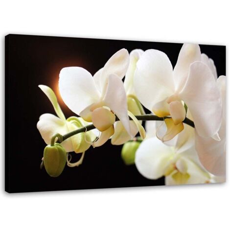 Tableau sur toile Orchidée blanche Fleur Nature 100x70