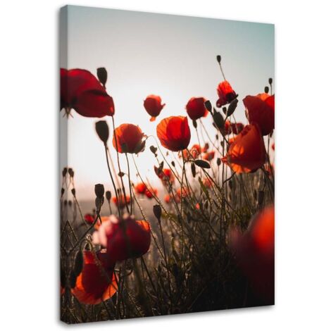 Tableau sur toile Pavot rouge dans les fleurs des champs 40x60