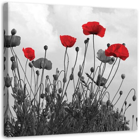 Tableau sur toile Pavot rouge nature fleur 50x50