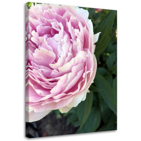 Tableau sur toile Pivoine Fleur Plante 40x60