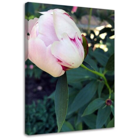 Tableau sur toile Pivoine Fleur Rose 40x60