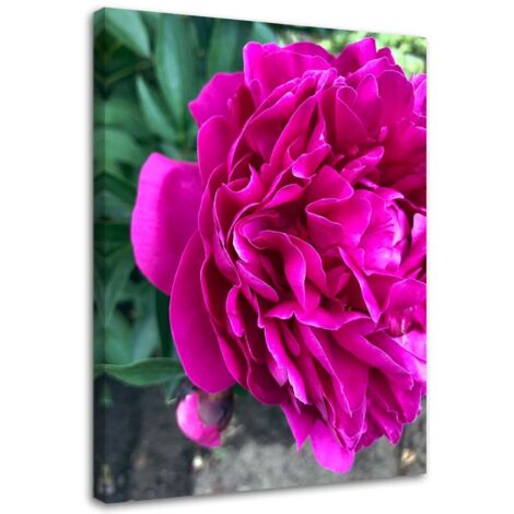 Tableau sur toile Pivoine Fleur rose Nature 40x60