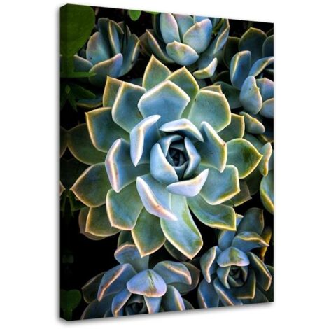 Tableau sur toile Plante de fleurs succulentes 40x60