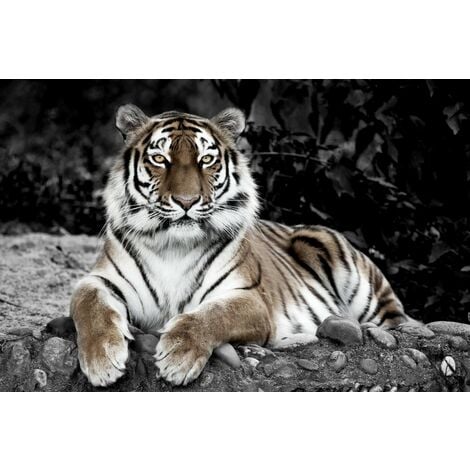 Tableau Tigre Du Bengal, Tableau Animaux