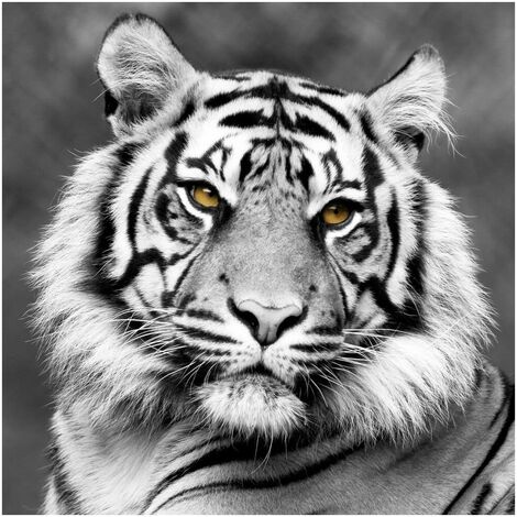 Impression sur toile tigre animaux 5 parties 170x100 cm set xxl
