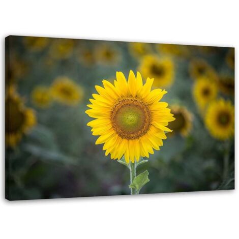 Tableau sur toile Tournesol Nature Fleurs 60x40
