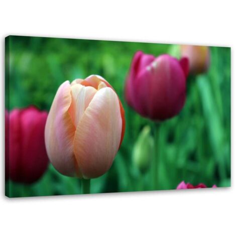 Tableau sur toile Tulipe Rose Fleurs 60x40