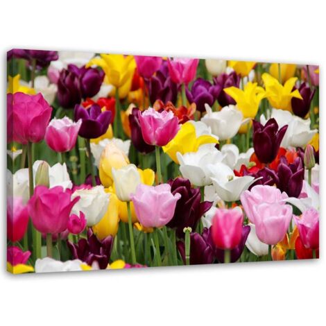 Tableau sur toile Tulipes multicolores Prairie Fleurs 100x70