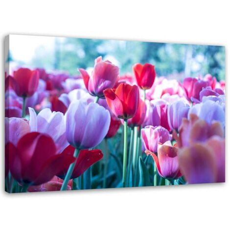 Tableau sur toile Tulipes Rouge Violet Fleur 100x70