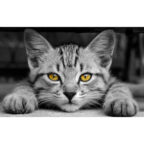 Tableau sweet chaton prêt a bondir , 80x50cm