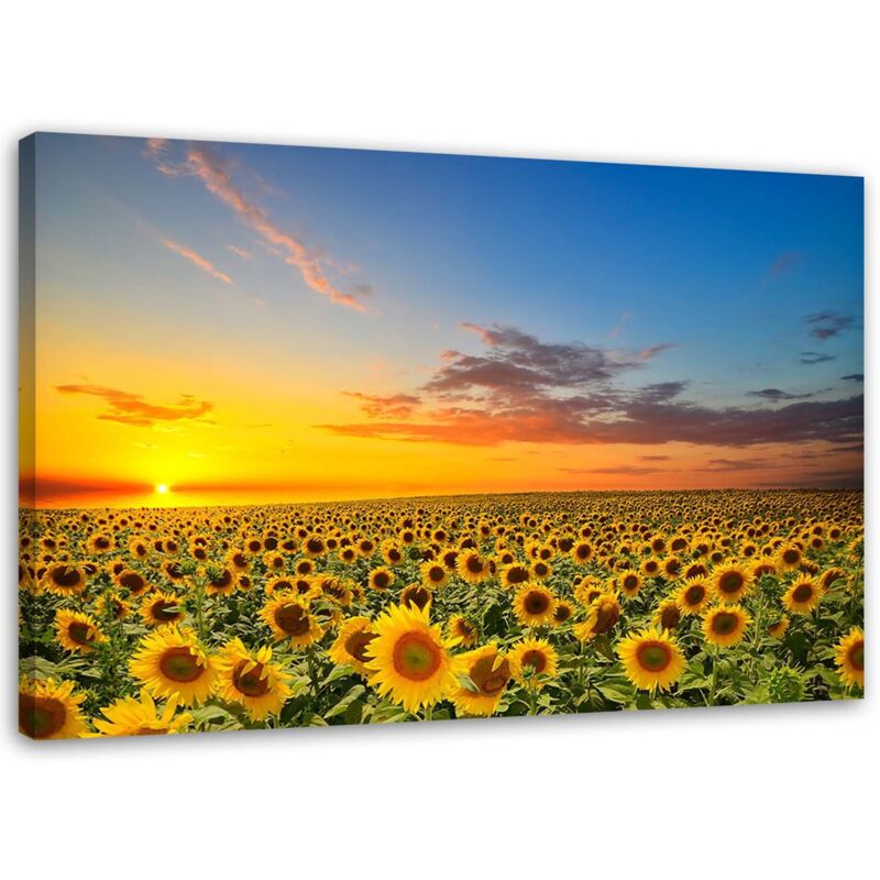 Feeby - Image, Prairie de tournesols au coucher du soleil - 120x80