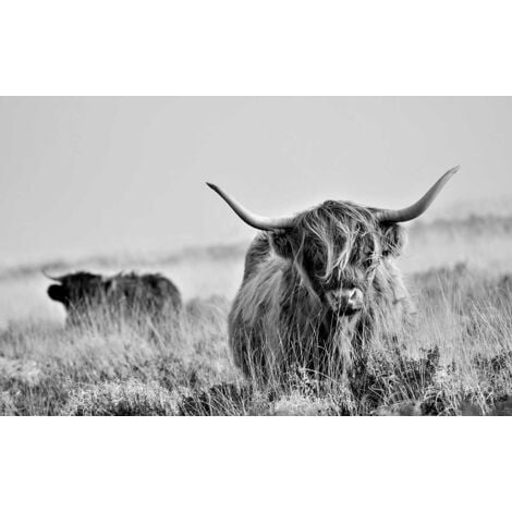 Tableau Vache highland au pré - 80x50cm - made in France