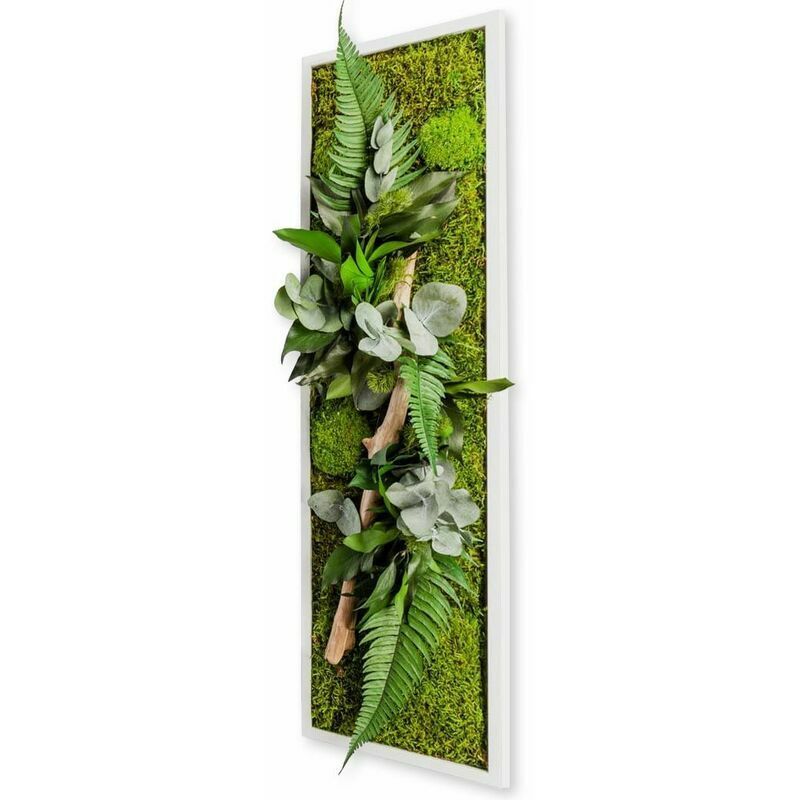 Flowerbox - Tableau végétal stabilisé nature Pano 20 x 70 cm - Blanc (cadre)