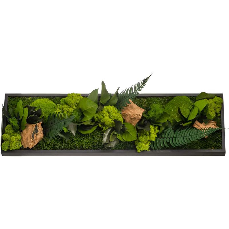 Flowerbox - Tableau végétal stabilisé canopé Panoramic 70 x 20 cm - Noir (cadre)