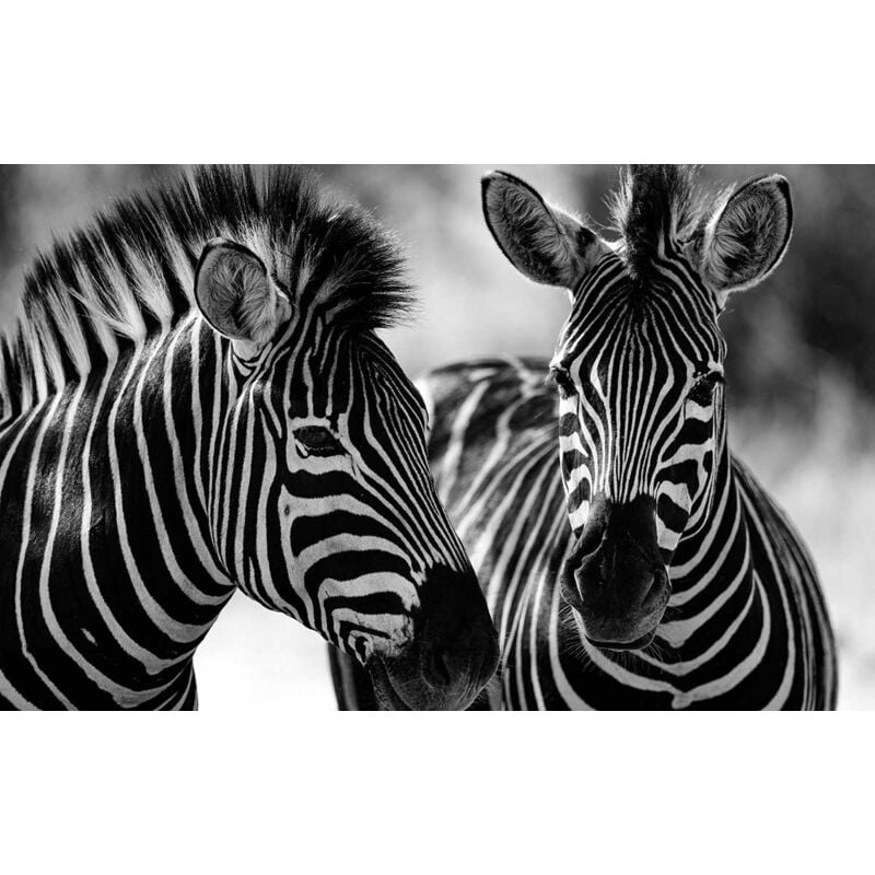 Hxadeco - Tableau Zebres et confidences - 80x50cm - made in France
