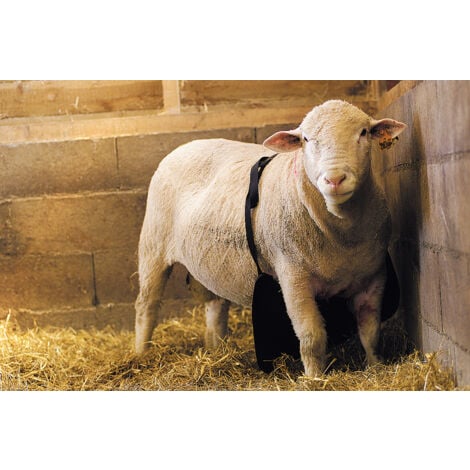 KAMER Tablier de bêlier