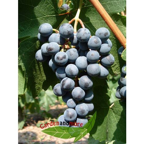 BAUMSCHULE GOLD Tafeltraube rot Mitschurinski robust und sehr frosthart