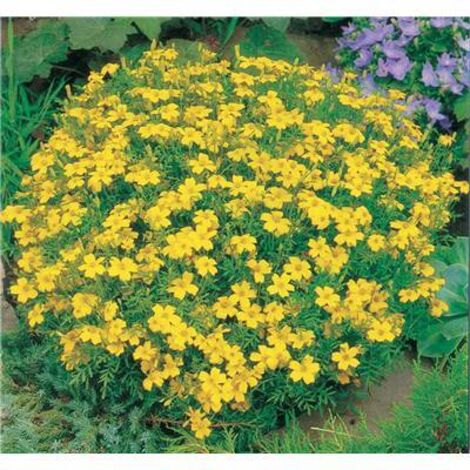 Tagetes signata pumila – Graines de fleurs 0.5 g – Exposition ensoleillée – Floraison juillet à octobre – Hauteur 25 cm – Fabre Graines