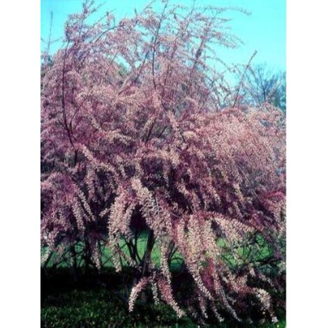Tamaris de printemps Pot de 4L/5L