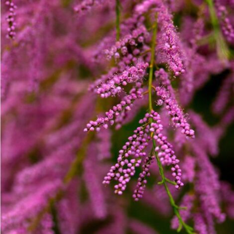 Tamaris de Printemps (Tamarix Tetrandra Africana) - Godet - Taille 20/40cm