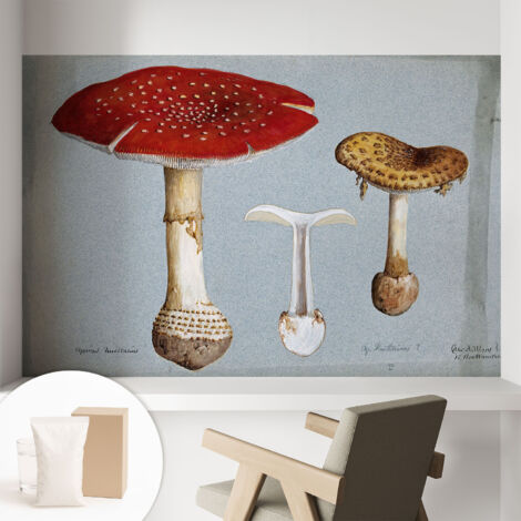 Tapete Vliestapete mit Kleber - abwaschbar - Tapete mit Motiv - trendige Wanddeko - elegant Fototapete  Pilzstiche 104x70 cm