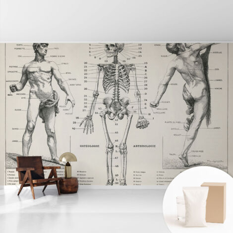 Tapete Vliestapete mit Kleber - modernes Design - Wohnungsdeko - geruchslos - langlebig Klassische Anatomie 416x254 cm