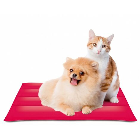 Accessoires pour chiens
