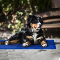 Tappeti Cuscini E Materassi Per Cani