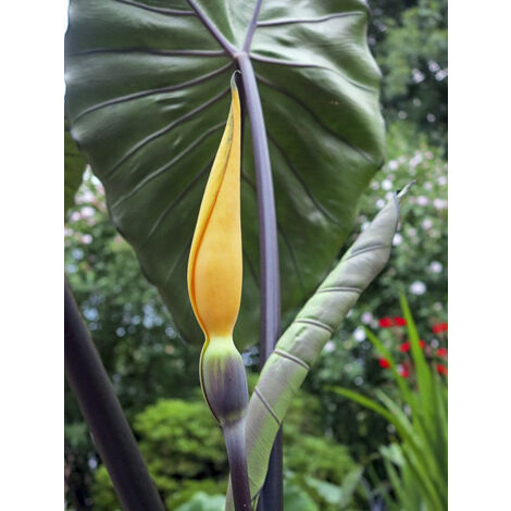 Taro, Madère, Chou-Chine 'Black Stem' Pot de 3L/4L