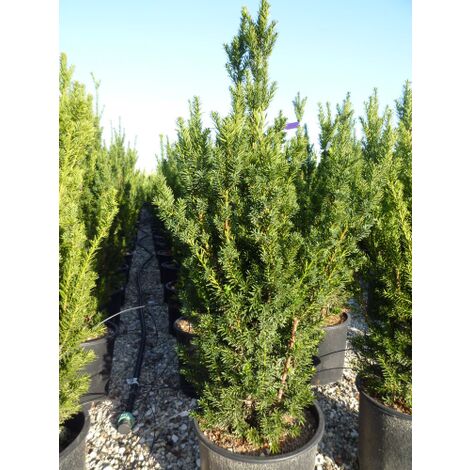 Tasso "Taxus media Hillii" pianta in vaso 19 cm
