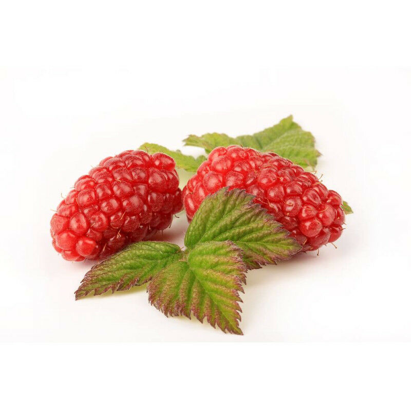 

Tayberry En Maceta 15X15