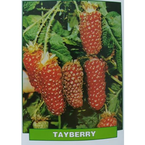 Tayberry - pianta di 3 anni