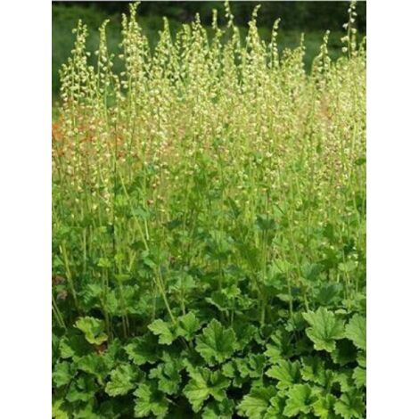 Tellima grandiflora Godet de 8/9 cm