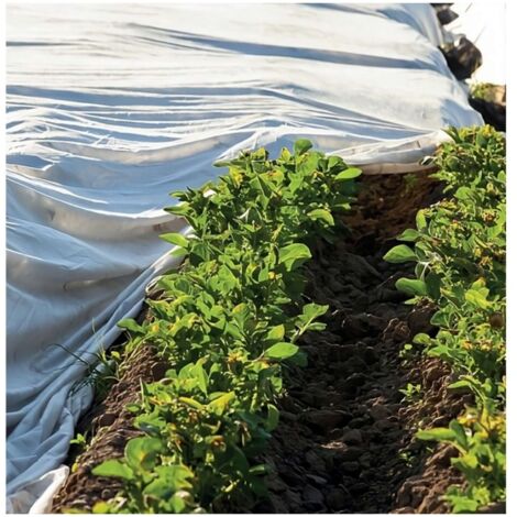Telo Antigelo In Tnt A Rotolo Per Semi E Piantine Mt. 4,00X250