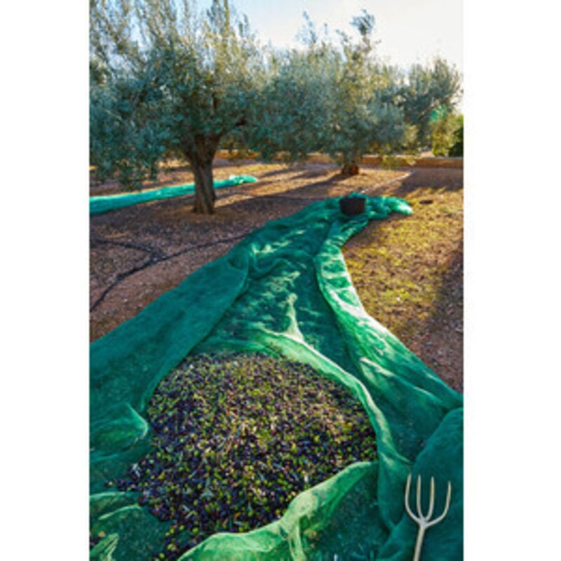 Telo rete raccolta olive mt.8x50 antispina con