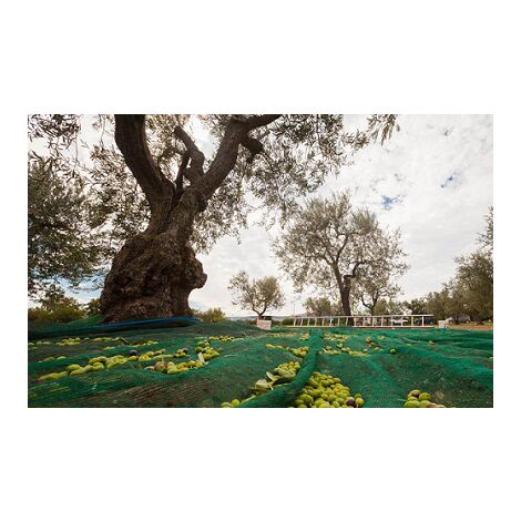 Telo Verde Per Raccolta Olive Antispina e Antistrappo 3 MT x 6 H