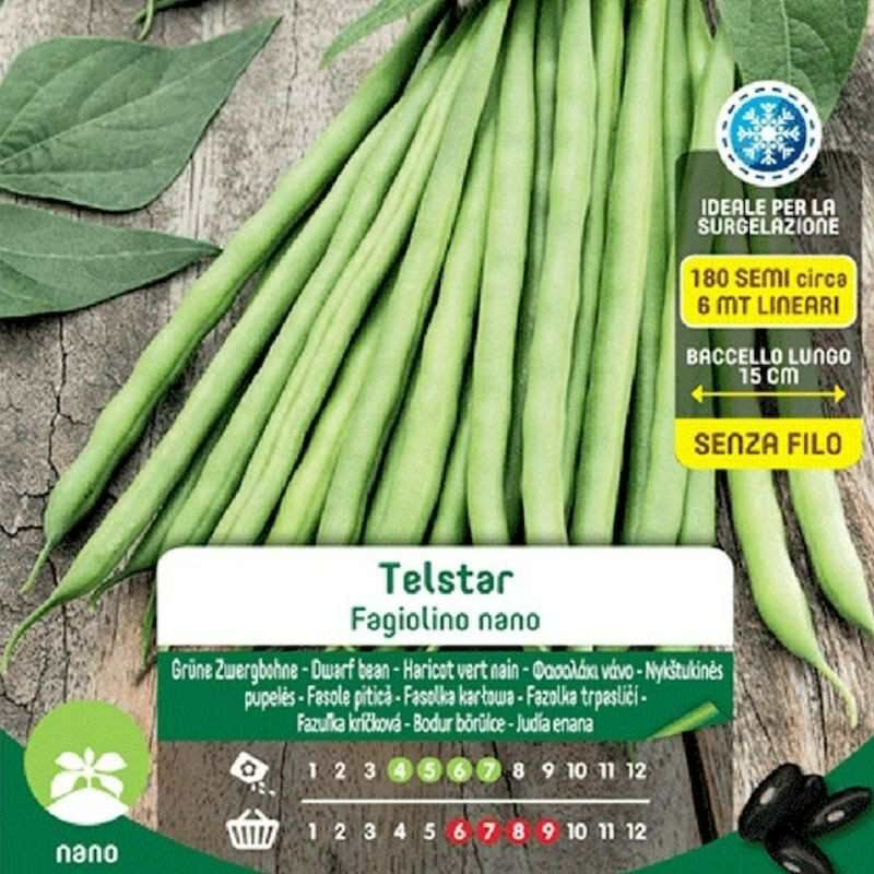 Blumen - Graines de Haricots Verts Nains Telstar Maxi Bag