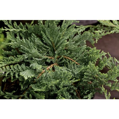 Teppichwacholder 'Blue Chip' Juniperus horizontalis 'Blue Chip' 1L 15- 20