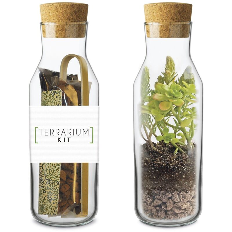 

Terrarium kit sedum-crasas