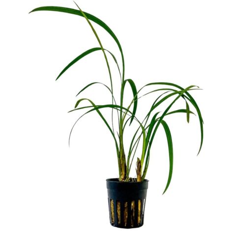 Terrarium Pflanze Ophiopogon gigantea Topf Nr.405T