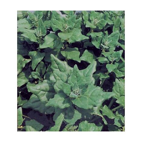 TETRAGONE - 10 G - EPINARD